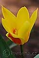 Tulipa kaufmanniana Giuseppe Verdi - tulipán Kaufmanův Giuseppe Verdi - květ - 10.3.2007 - Lanžhot (BV) - soukromá zahrada