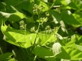 Catalpa bignonioides - katalpa trubačovitá - květ - 6.6.2003 - Lednice (BV) - zámecký park