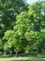 Catalpa bignonioides - katalpa trubačovitá - celá rostlina - 6.6.2003 - Lednice (BV) - zámecký park