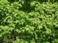 Catalpa bignonioides - katalpa trubačovitá - větev - 1.8.2003 - Lednice (BV) - zámecký park