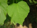 Catalpa bignonioides - katalpa trubačovitá - list - 1.8.2003 - Lednice (BV) - zámecký park