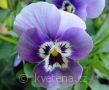 Viola ×cornuta Twix®F1 Marina - violka ×cornuta Twix®F1 Marina - květ - 7.10.2006 - Lanžhot (BV) - soukromá zahrada