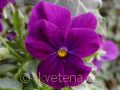 Viola ×cornuta 'Twix®F1 Violet' violka ×cornuta 'Twix®F1 Violet'
