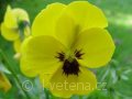 Viola ×cornuta 'Twix®F1 Yellow with Eye' violka ×cornuta 'Twix®F1 Yellow with Eye'