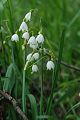 Leucojum aestivum - bledule letní - celá rostlina - 8.5.2007 - Lanžhot (BV) - Obora - Soutok