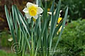 Narcissus Smiling Sun - narcis Smiling Sun - celá rostlina - 13.4.2007 - Lanžhot (BV) - soukromá zahrada