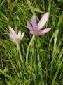 Colchicum autumnale - ocún jesenní - celá rostlina - 23.9.2006 - Lanžhot (BV) - Louka u zámečku Lány