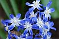 Chionodoxa forbesii - ladonička - květ - 17.3.2007 - Lanžhot (BV) - soukromá zahrada