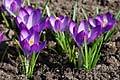 Crocus tommasinianus Ruby Giant - šafrán Tommasiniho Ruby Giant - celá rostlina - 8.3.2008 - Lanžhot (BV) - soukromá zahrada