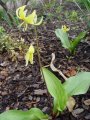 Erythronium Pagoda - kandík - celá rostlina - 17.4.2005 - Lanžhot (BV) - soukromá zahrada