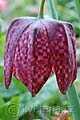 Fritillaria meleagris - řebčík kostkovaný - květ - 7.4.2007 - Lanžhot (BV) - soukromá zahrada