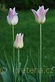 Tulipa Elegant Lady - tulipán Elegant Lady - celá rostlina - 27.4.2007 - Lanžhot (BV) - soukromá zahrada