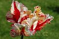 Tulipa 'Flaming Parrot' tulipán 'Flaming Parrot'