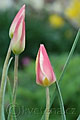 Tulipa clusiana - tulipán - květ - 12.4.2007 - Lanžhot (BV) - soukromá zahrada