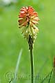 Kniphofia galpinii - mnohokvět Galpiniho - květ - 16.6.2010 - Praha (PH) - Botanická zahrada UK Praha