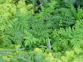 Gymnocarpium dryopteris - bukovník kapraďovitý - celá rostlina - 12.8.2005 - Lanžhot (BV) - soukromá zahrada