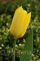 Tulipa fosteriana Yellow Emperor - tulipán  Fosterův Yellow Emperor - květ - 31.3.2007 - Lanžhot (BV) - soukromá zahrada