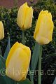Tulipa fosteriana Yellow Emperor - tulipán  Fosterův Yellow Emperor - květ - 31.3.2007 - Lanžhot (BV) - soukromá zahrada