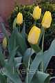 Tulipa fosteriana Yellow Emperor - tulipán  Fosterův Yellow Emperor - celá rostlina - 31.3.2007 - Lanžhot (BV) - soukromá zahrada