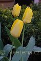 Tulipa fosteriana Yellow Emperor - tulipán  Fosterův Yellow Emperor - celá rostlina - 31.3.2007 - Lanžhot (BV) - soukromá zahrada