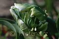 Tulipa Fantasy - tulipán Fantasy - květ - 8.4.2007 - Lanžhot (BV) - soukromá zahrada