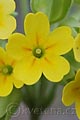 Primula veris - prvosenka jarní - květ - 1.5.2008 - Tvarožná Lhota (HO) - NPR Čertoryje
