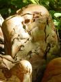 Taxodium distichum - tisovec dvouřadý - kořen - 18.9.2004 - Lednice (BV) - zámecký park