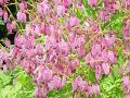 Dicentra eximia - srdcovka drobnokvětá - květ - 6.6.2004 - Lanžhot (BV) - soukromá zahrada