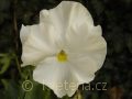 Viola ×wittrockiana Carneval®F1 White - violka ×wittrockiana Carneval®F1 White - květ - 7.10.2006 - Lanžhot (BV) - soukromá zahrada