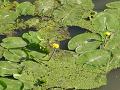 Nuphar lutea - stulík žlutý - celá rostlina - 26.6.2004 - Lanžhot (BV) - louka u Moravy směrem na Kostice