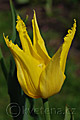 Tulipa West Point - tulipán West Point - květ - 13.4.2008 - Lanžhot (BV) - soukromá zahrada