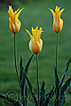 Tulipa West Point - tulipán West Point - celá rostlina - 23.4.2008 - Lanžhot (BV) - soukromá zahrada