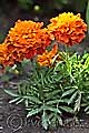 Tagetes patula Texana Orange - aksamitník rozkladitý Texana Orange - celá rostlina - 12.6.2011 - Lanžhot (BV) - soukromá zahrada