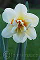 Narcissus Flower Drift - narcis Flower Drift - květ - 12.4.2007 - Lanžhot (BV) - soukromá zahrada