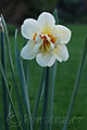 Narcissus Flower Drift - narcis Flower Drift - květ - 12.4.2007 - Lanžhot (BV) - soukromá zahrada