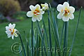 Narcissus Flower Drift - narcis Flower Drift - celá rostlina - 12.4.2007 - Lanžhot (BV) - soukromá zahrada