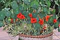 Tropaeolum majus Red Wonder - lichořeřišnice větší Red Wonder - celá rostlina - 9.7.2011 - Lanžhot (BV) - soukromá zahrada