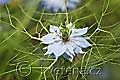 Nigella damascena - černucha damašská - květ - 16.6.2010 - Praha (PH) - Botanická zahrada UK Praha