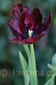 Tulipa Black Parrot - tulipán Black Parrot - květ - 15.4.2007 - Lanžhot (BV) - soukromá zahrada