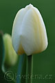 Tulipa  Angels Dream - tulipán  Angels Dream - květ - 12.4.2007 - Lanžhot (BV) - soukromá zahrada