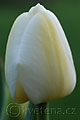 Tulipa  Angels Dream - tulipán  Angels Dream - květ - 12.4.2007 - Lanžhot (BV) - soukromá zahrada