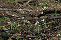 Galanthus nivalis - sněženka podsněžník - lokalita - 30.3.2007 - Lanžhot (BV) - Kazůbek