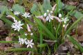 Scilla bifolia var. rosea - ladoňka dvoulistá růžová - celá rostlina - 25.2.2007 - Lanžhot (BV) - soukromá zahrada