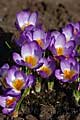 Crocus sieberi Tricolor - šafrán Sieberův Tricolor - celá rostlina - 8.3.2008 - Lanžhot (BV) - soukromá zahrada