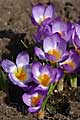 Crocus sieberi Tricolor - šafrán Sieberův Tricolor - celá rostlina - 8.3.2008 - Lanžhot (BV) - soukromá zahrada