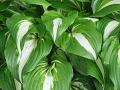 Hosta undulata var. mediovariegata - bohyška - list - 6.6.2004 - Lanžhot (BV) - soukromá zahrada