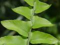 Nephrolepis cordifolia -  - list - 7.8.2005 - Lanžhot (BV) - přenosná rostlina