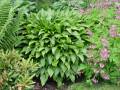 Hosta lancifolia - bohyška - celá rostlina - 6.6.2004 - Lanžhot (BV) - soukromá zahrada