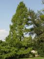 Metasequoia glyptostroboides - metasekvoje čínská - celá rostlina - 12.8.2004 - Lednice (BV) - zámecký park