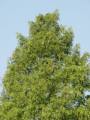 Metasequoia glyptostroboides - metasekvoje čínská - celá rostlina - 12.8.2004 - Lednice (BV) - zámecký park